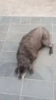 Cotoco