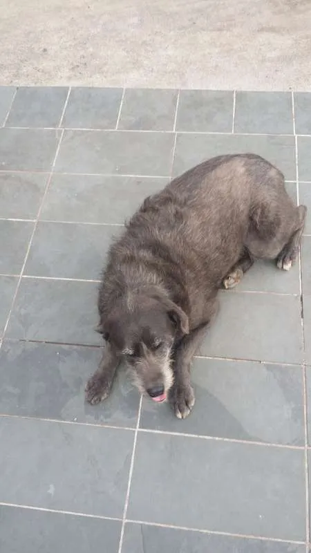 Cachorro ra a SRD idade 5 anos nome Cotoco