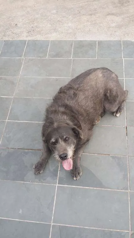 Cachorro ra a SRD idade 5 anos nome Cotoco