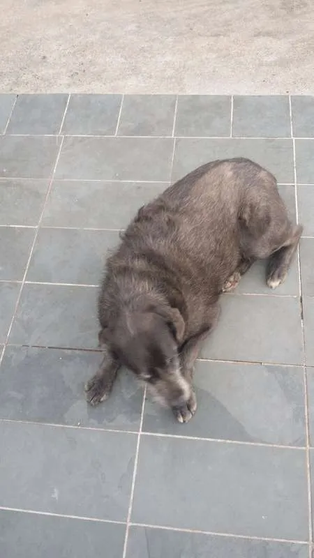 Cachorro ra a SRD idade 5 anos nome Cotoco