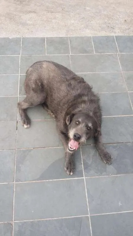 Cachorro ra a SRD idade 5 anos nome Cotoco
