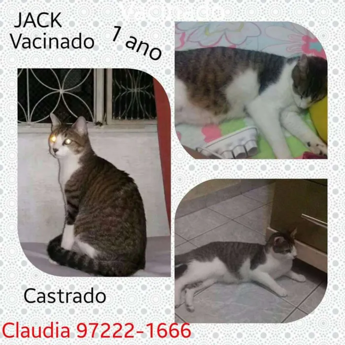 Gato ra a  idade 2 anos nome Jakc