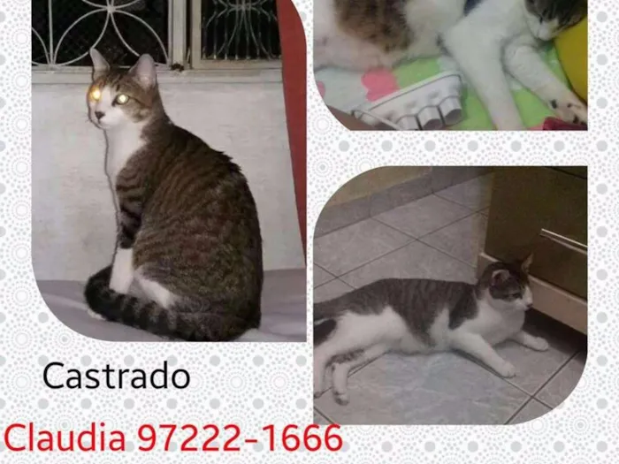 Gato ra a  idade 2 anos nome Jakc