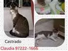 Gato raça  idade 2 anos nome Jakc