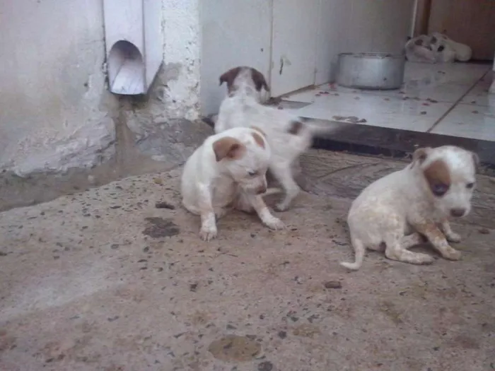 Cachorro ra a Bull heeler idade 2 a 6 meses nome Xico