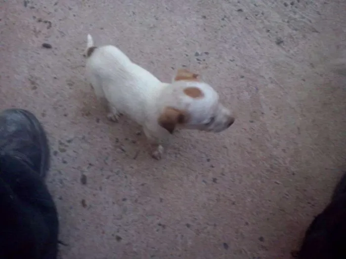 Cachorro ra a Bull heeler idade 2 a 6 meses nome Xico