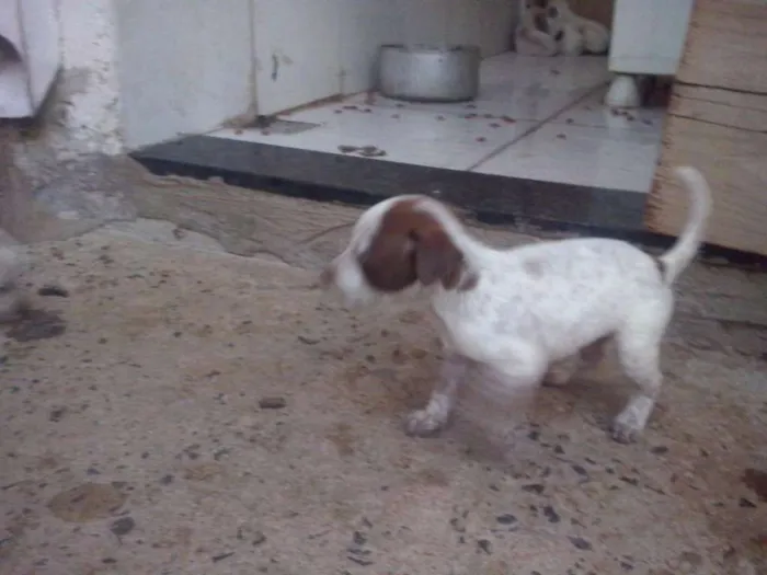 Cachorro ra a Bull heeler idade 2 a 6 meses nome Xico