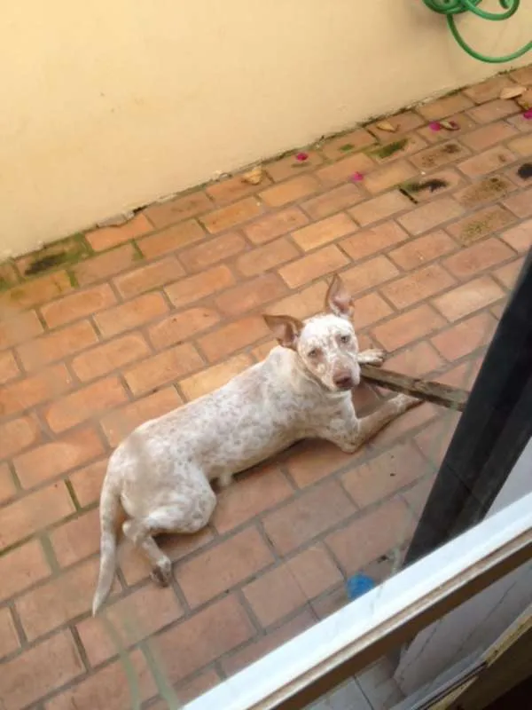 Cachorro ra a Bull heeler idade 2 a 6 meses nome Xico