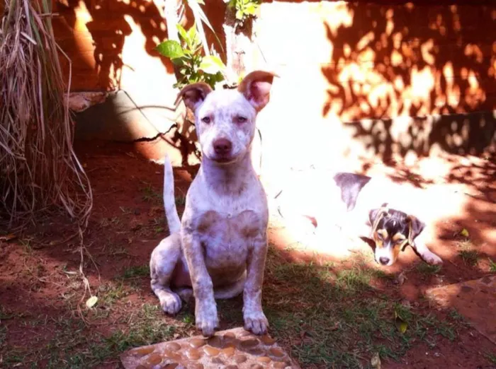 Cachorro ra a Bull heeler idade 2 a 6 meses nome Xico