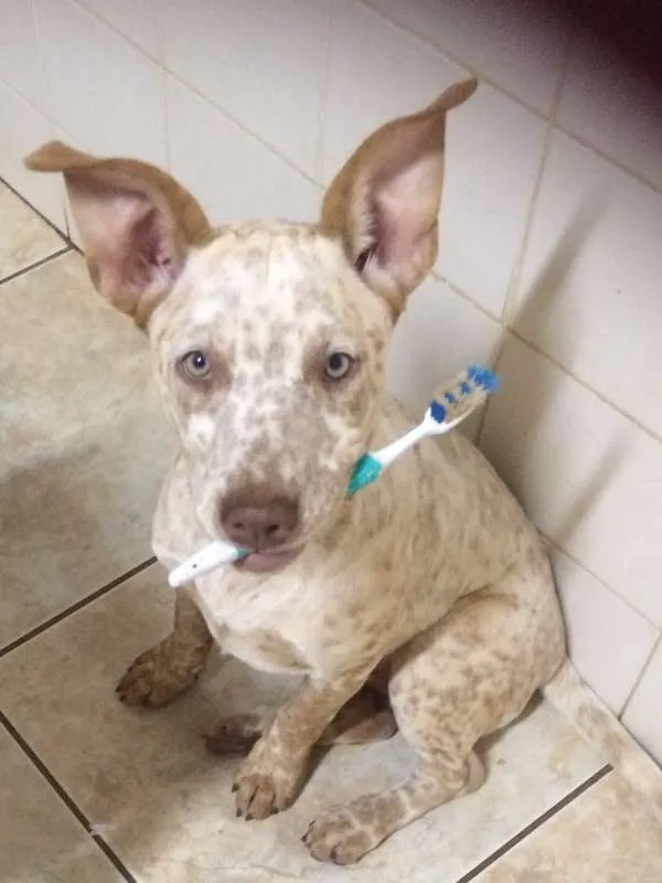 Cachorro ra a Bull heeler idade 2 a 6 meses nome Xico