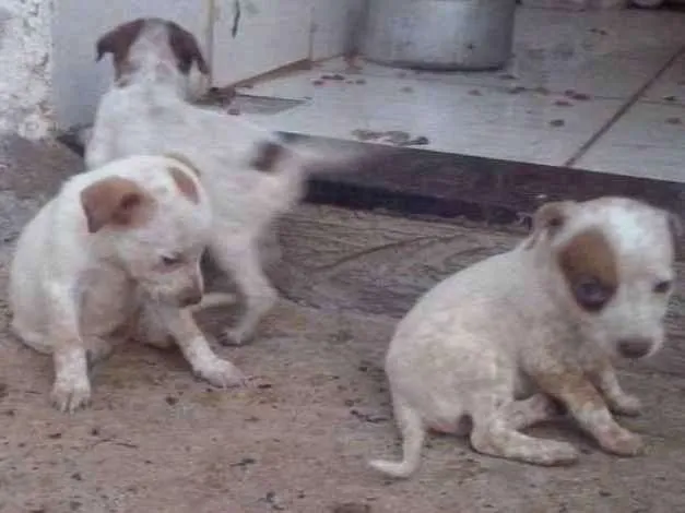 Cachorro ra a Bull heeler idade 2 a 6 meses nome Xico