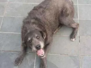 Cachorro raça SRD idade 5 anos nome Cotoco