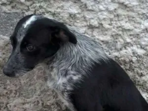 Cachorro raça SRD idade 2 a 6 meses nome Sem nome
