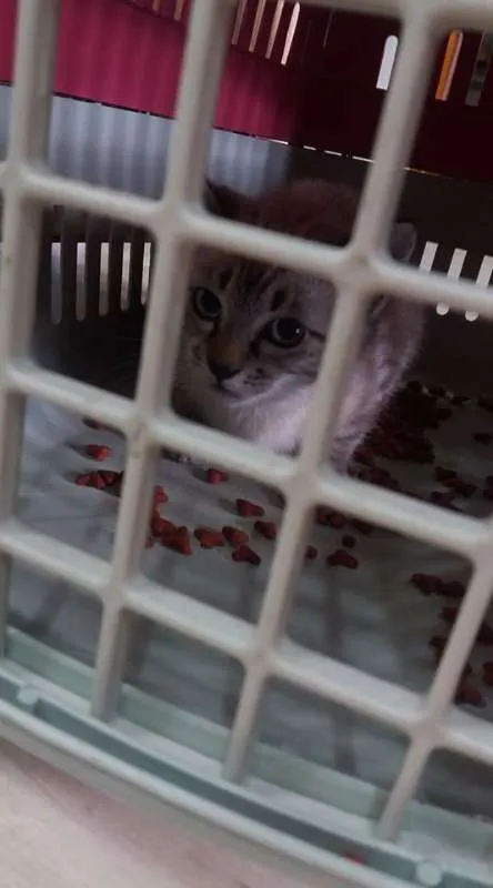 Gato ra a nao tem idade 2 a 6 meses nome nao tem