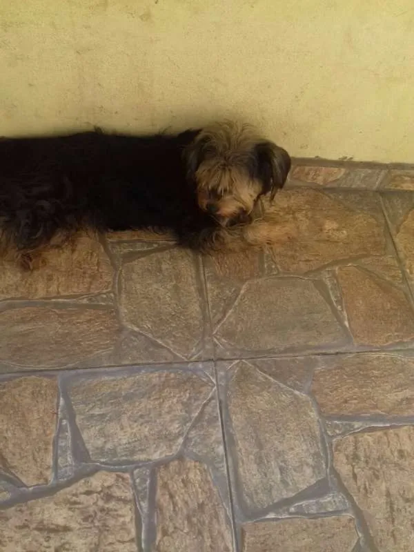 Cachorro raça srd idade 6 ou mais anos nome sem nome