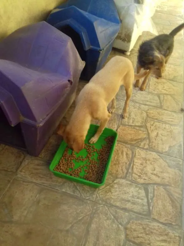 Cachorro raça srd idade 6 ou mais anos nome sem nome