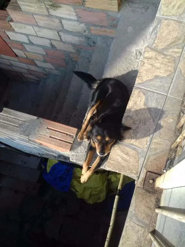 Cachorro raça srd idade 6 ou mais anos nome sem nome