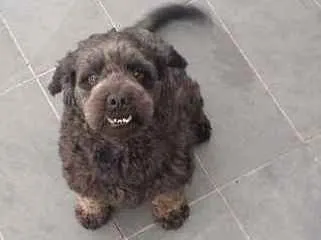 Cachorro ra a Poodle idade 5 anos nome Lord