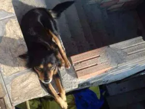 Cachorro raça srd idade 6 ou mais anos nome sem nome