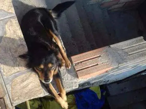 Cachorro raça srd idade 6 ou mais anos nome sem nome