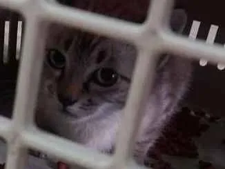 Gato ra a nao tem idade 2 a 6 meses nome nao tem