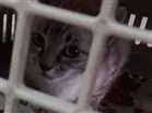 Gato raça nao tem idade 2 a 6 meses nome nao tem