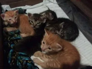 Gato raça srd idade Abaixo de 2 meses nome Filhotes