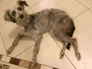 Cachorro raça SRD idade 3 anos nome WILLY