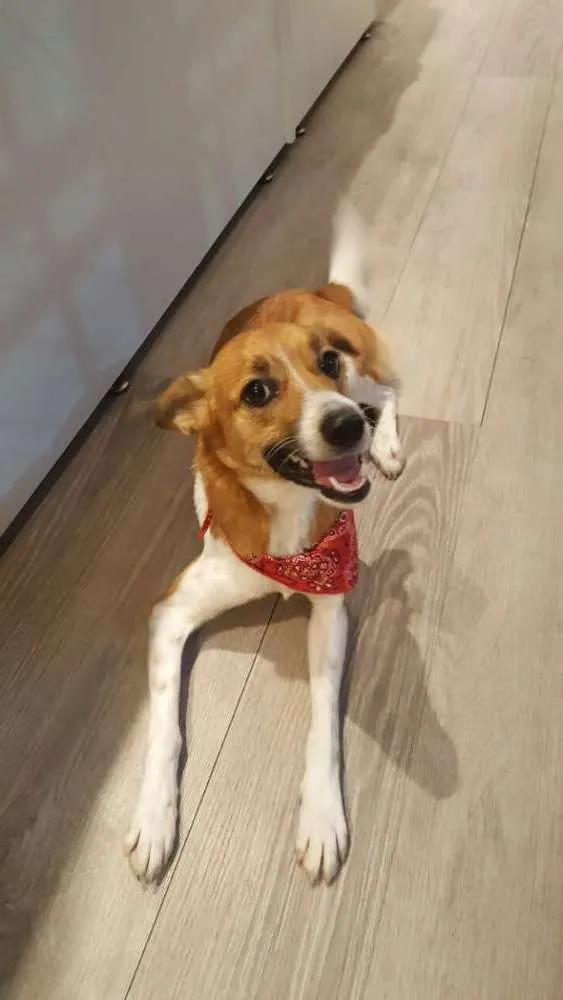 Cachorro ra a SRD idade 7 a 11 meses nome Sem nome