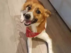 Cachorro raça SRD idade 7 a 11 meses nome Sem nome