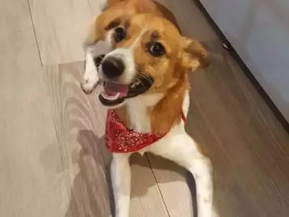 Cachorro ra a SRD idade 7 a 11 meses nome Sem nome