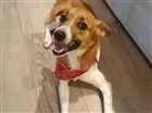 Cachorro raça SRD idade 7 a 11 meses nome Sem nome