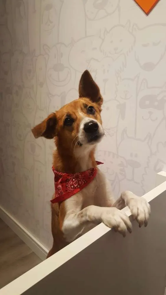 Cachorro ra a SRD idade 7 a 11 meses nome Sem nome