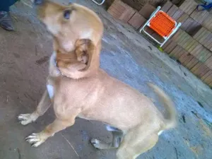 Cachorro raça vira lata idade 1 ano nome Duck