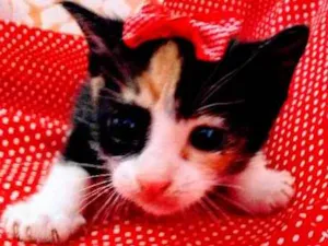 Gato raça Sem raça idade Abaixo de 2 meses nome Sem nome ainda