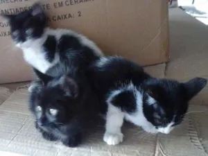 Gato raça  idade Abaixo de 2 meses nome Maggie, Vaquinha e L