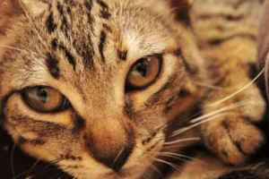 Gato raça SRD idade 2 a 6 meses nome Jolie