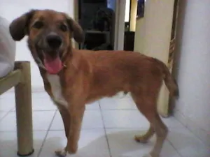 Cachorro raça SRD idade 2 a 6 meses nome BOB