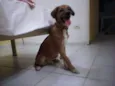 BOB