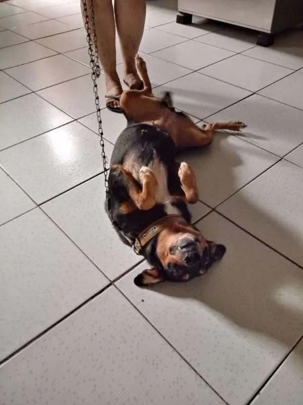 Cachorro ra a SRD idade 1 ano nome LULI