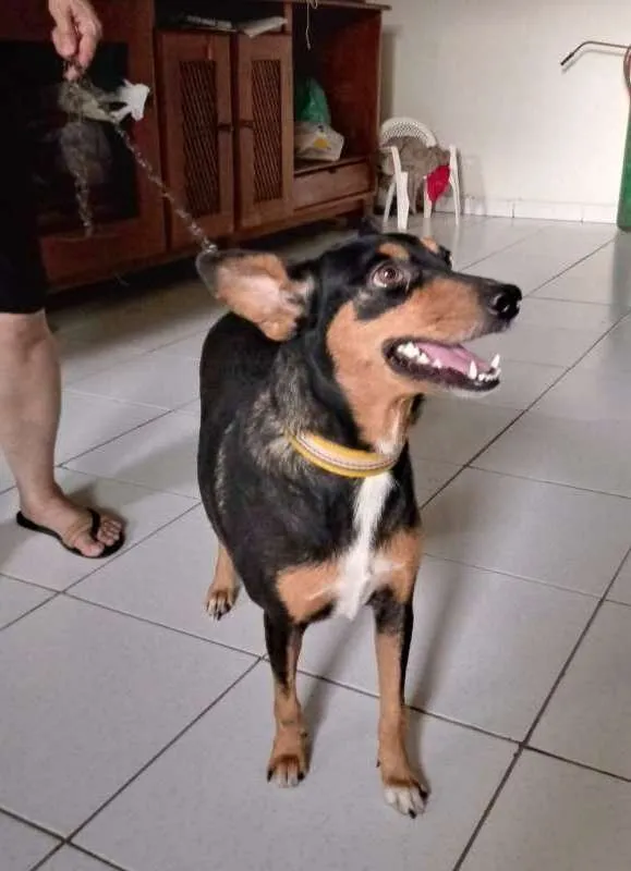 Cachorro ra a SRD idade 1 ano nome LULI