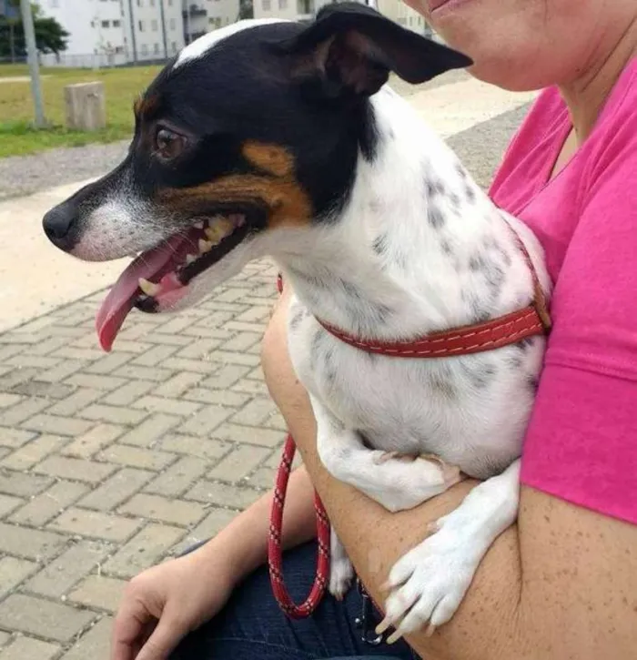 Gato ra a felino idade 2 a 6 meses nome Huguinho