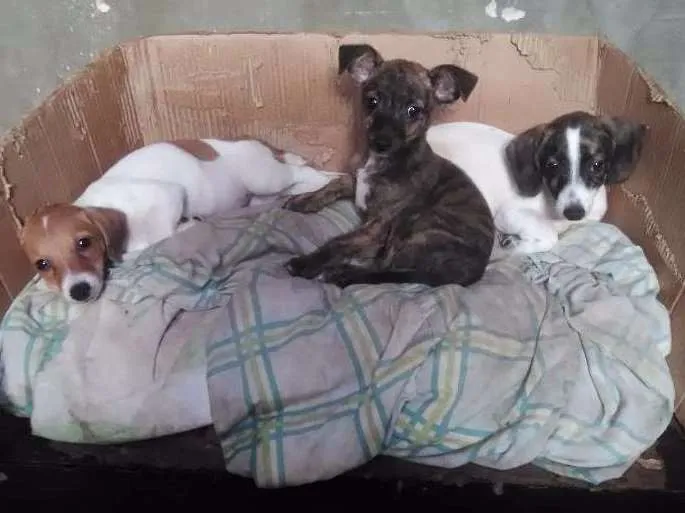 Cachorro ra a Sem raça idade 2 a 6 meses nome Não tem