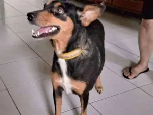 Cachorro raça SRD idade 1 ano nome LULI