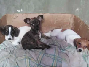 Cachorro raça Sem raça idade 2 a 6 meses nome Não tem