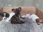Cachorro raça Sem raça idade 2 a 6 meses nome Não tem