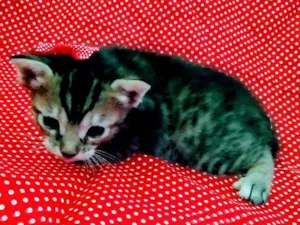 Gato raça Não tem idade Abaixo de 2 meses nome Ainda não tem