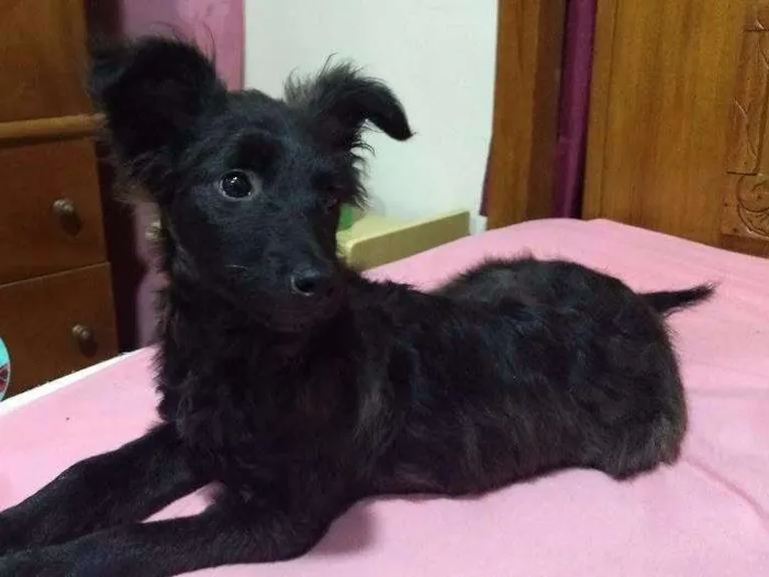 Cachorro ra a SRD idade 2 a 6 meses nome Maraísa