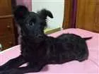 Cachorro raça SRD idade 2 a 6 meses nome Maraísa