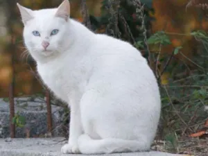 Gato raça Desconhecida idade 7 a 11 meses nome Trovão